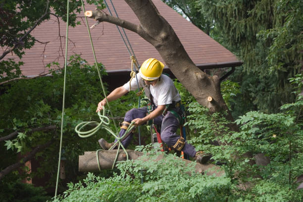 How Our Tree Care Process Works  in  Waterbury, CT