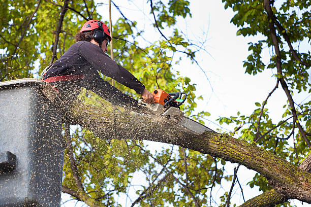 Waterbury, CT Tree Care Company