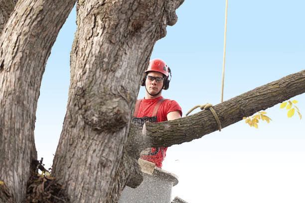 Best Tree Disease Treatment  in Waterbury, CT